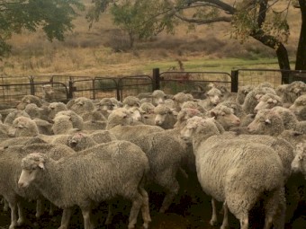 136 Fine Wool Merino Ewes