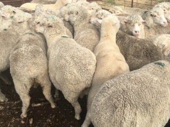 136 Fine Wool Merino Ewes