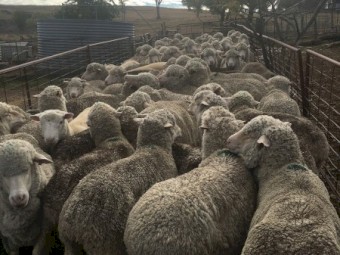 136 Fine Wool Merino Ewes