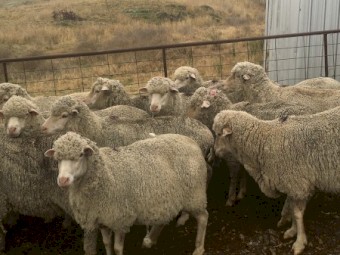 136 Fine Wool Merino Ewes