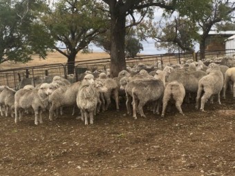 136 Fine Wool Merino Ewes