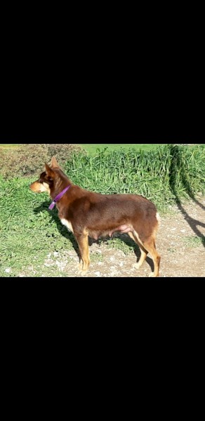 Kelpie Pups Pure Breed x 5