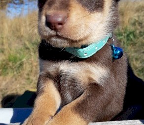 Kelpie Pups Pure Breed x 5