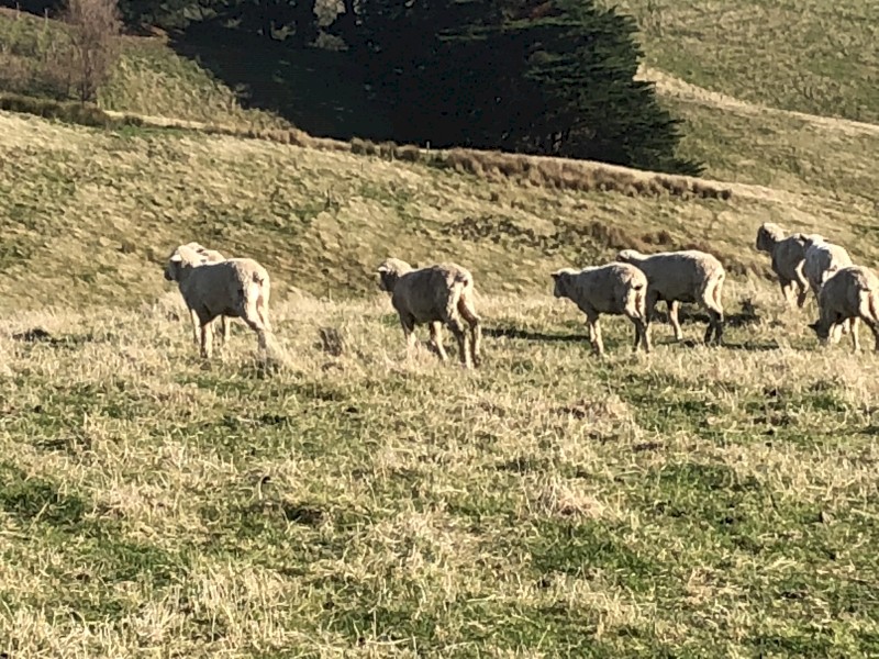 129 Merino Ewe Lambs
