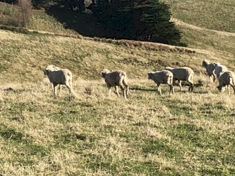 129 Merino Ewe Lambs