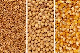 WANTED Organic, Wheat, Corn, Sorghum, Sunflower, Millets etc for Poultry/Bird Feed
