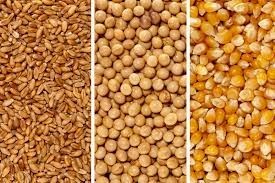 WANTED Organic, Wheat, Corn, Sorghum, Sunflower, Millets etc for Poultry/Bird Feed