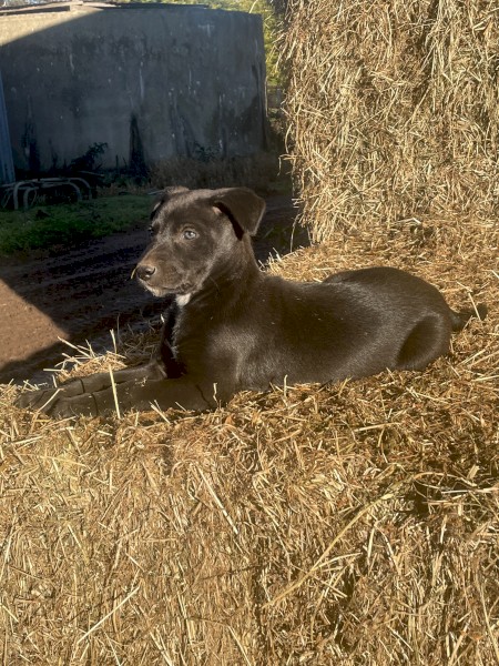 Border Collie / Kelpie