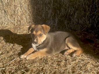 Border Collie / Kelpie
