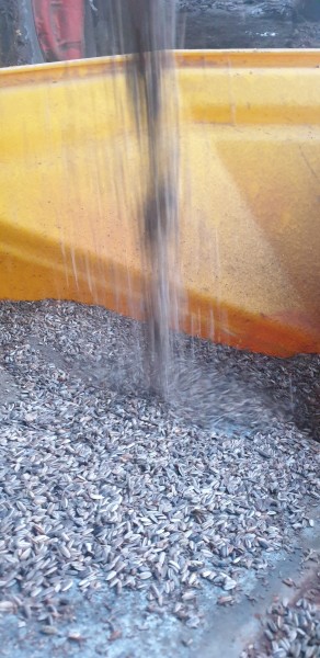 Sunflower Seed Grey & Black