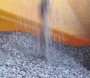 Sunflower Seed Grey & Black