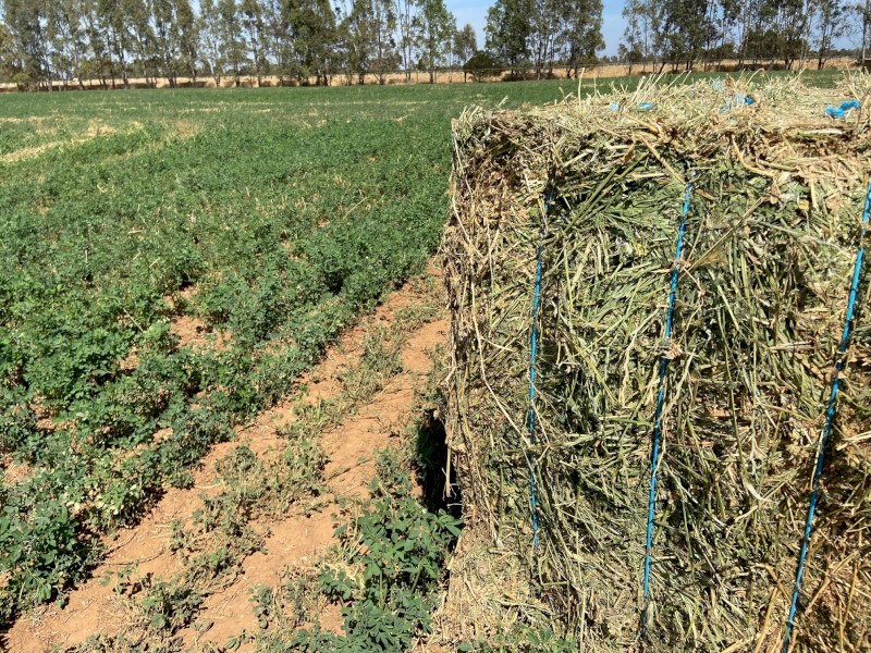 ***PRICE DROPPED*** FOR A QUICK SALE170 Horse Quality Feed Tested Lucerne 600kg+ 8x4x3 Bales