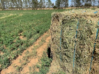 ***PRICE DROPPED*** FOR A QUICK SALE170 Horse Quality Feed Tested Lucerne 600kg+ 8x4x3 Bales