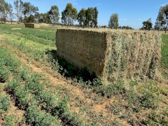 ***PRICE DROPPED*** FOR A QUICK SALE170 Horse Quality Feed Tested Lucerne 600kg+ 8x4x3 Bales