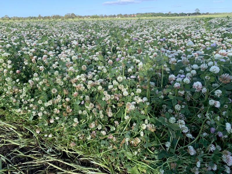 Pure Clover Hay 8x4x3 Bales