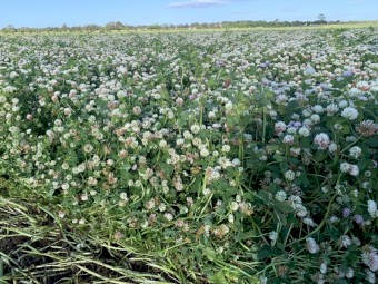 Pure Clover Hay 8x4x3 Bales