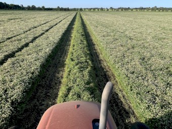 Pure Clover Hay 8x4x3 Bales