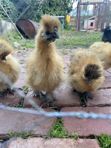Silkie Roosters- FREE