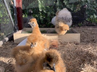 Silkie Roosters- FREE