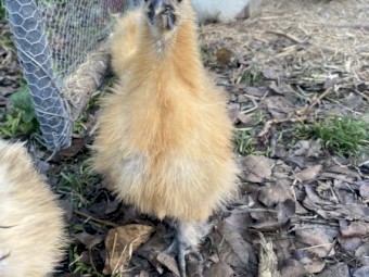 Silkie Roosters- FREE