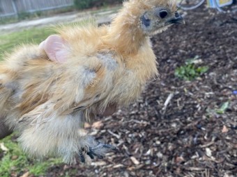Silkie Roosters- FREE