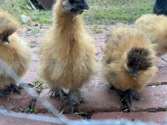 Silkie Roosters- FREE