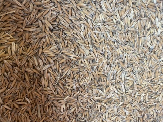 250-300mt Yarran Oats