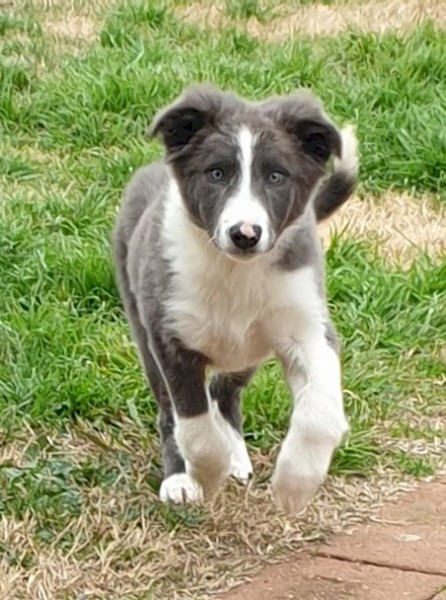 1  Male 12 Week Old Border Collie Pup