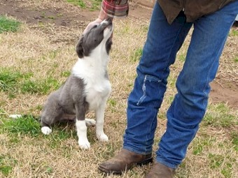 1  Male 12 Week Old Border Collie Pup