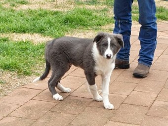 1  Male 12 Week Old Border Collie Pup