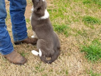 1  Male 12 Week Old Border Collie Pup