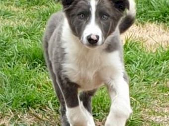 1  Male 12 Week Old Border Collie Pup