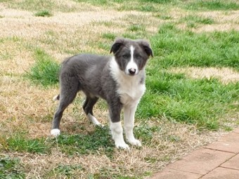 1  Male 12 Week Old Border Collie Pup