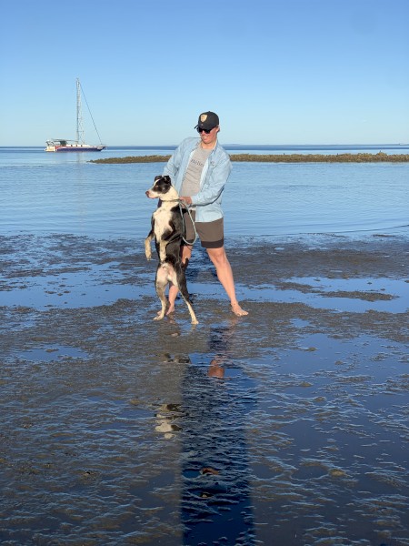 American staffy x border collie