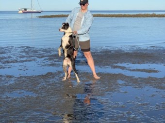 American staffy x border collie