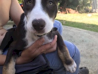 American staffy x border collie
