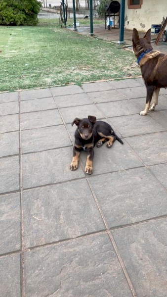 Red & Tan Male Kelpie Pup