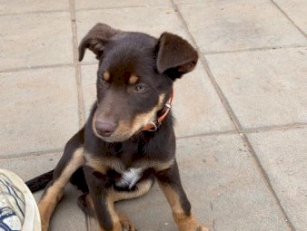 Red & Tan Male Kelpie Pup