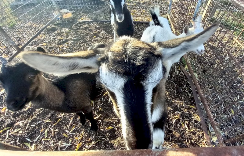 Australian Miniature Goat x Nigerian