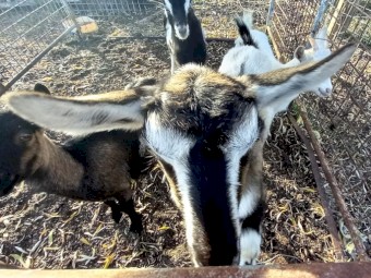 Australian Miniature Goat x Nigerian