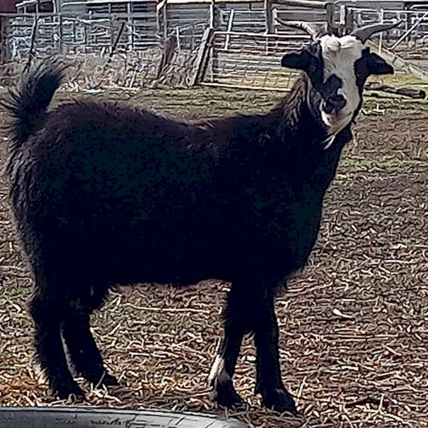 Australian Miniature Goat