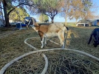 Australian Miniature Goat