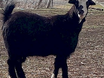 Australian Miniature Goat