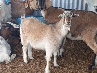 Australian Miniature Goat