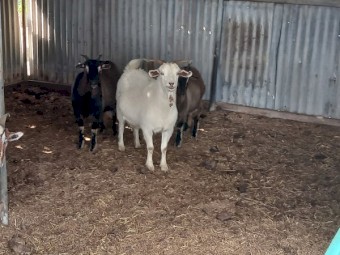 Australian Miniature Goat