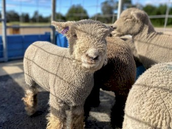 Southdown Babydoll ewes