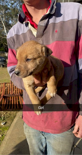 Kelpie/staghound/ibizan pups