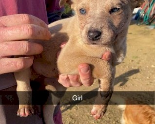 Kelpie/staghound/ibizan pups