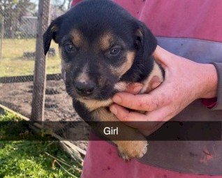 Kelpie/staghound/ibizan pups