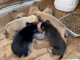 Kelpie/staghound/ibizan pups